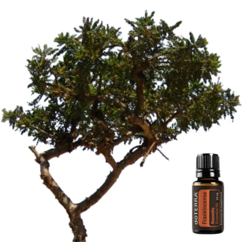 Frankincense (Boswellia)