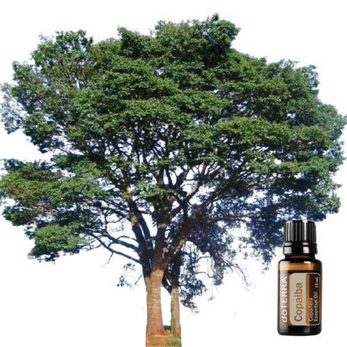 Copaiba