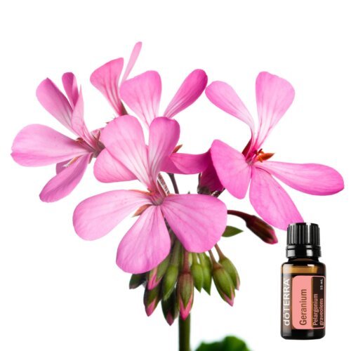 Geranium