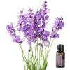 Lavender Image