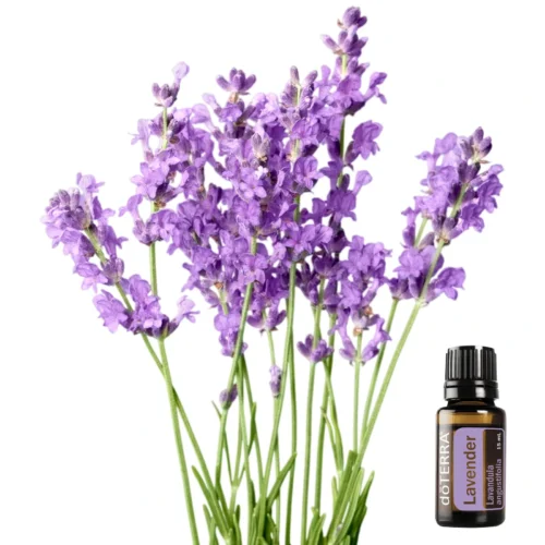 Lavender Image