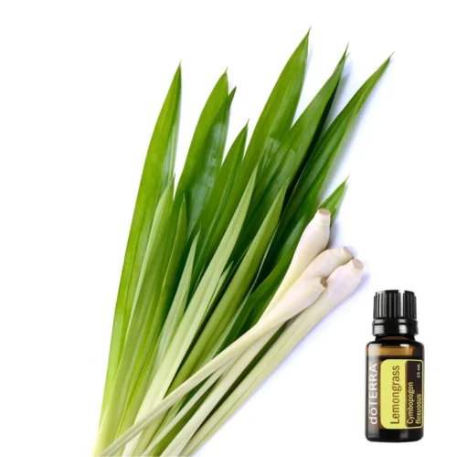 Lemongrass