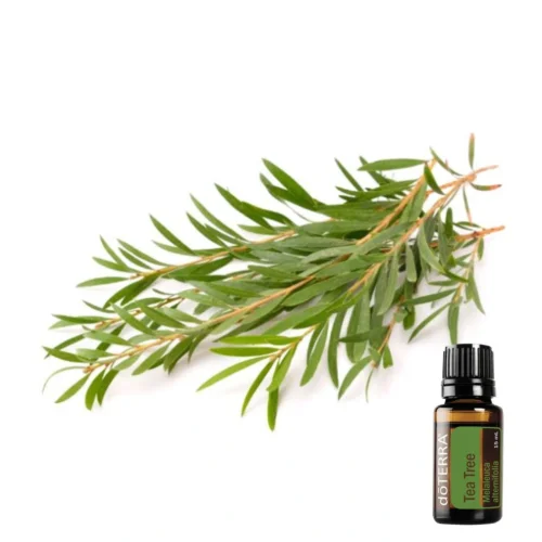 Tea Tree (Melaleuca)