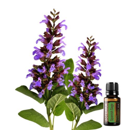 Spanish Sage